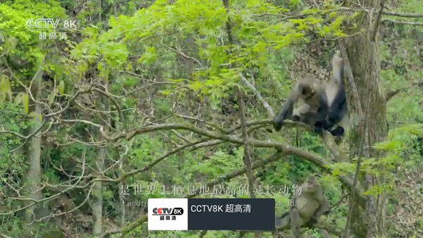 我的电视手游