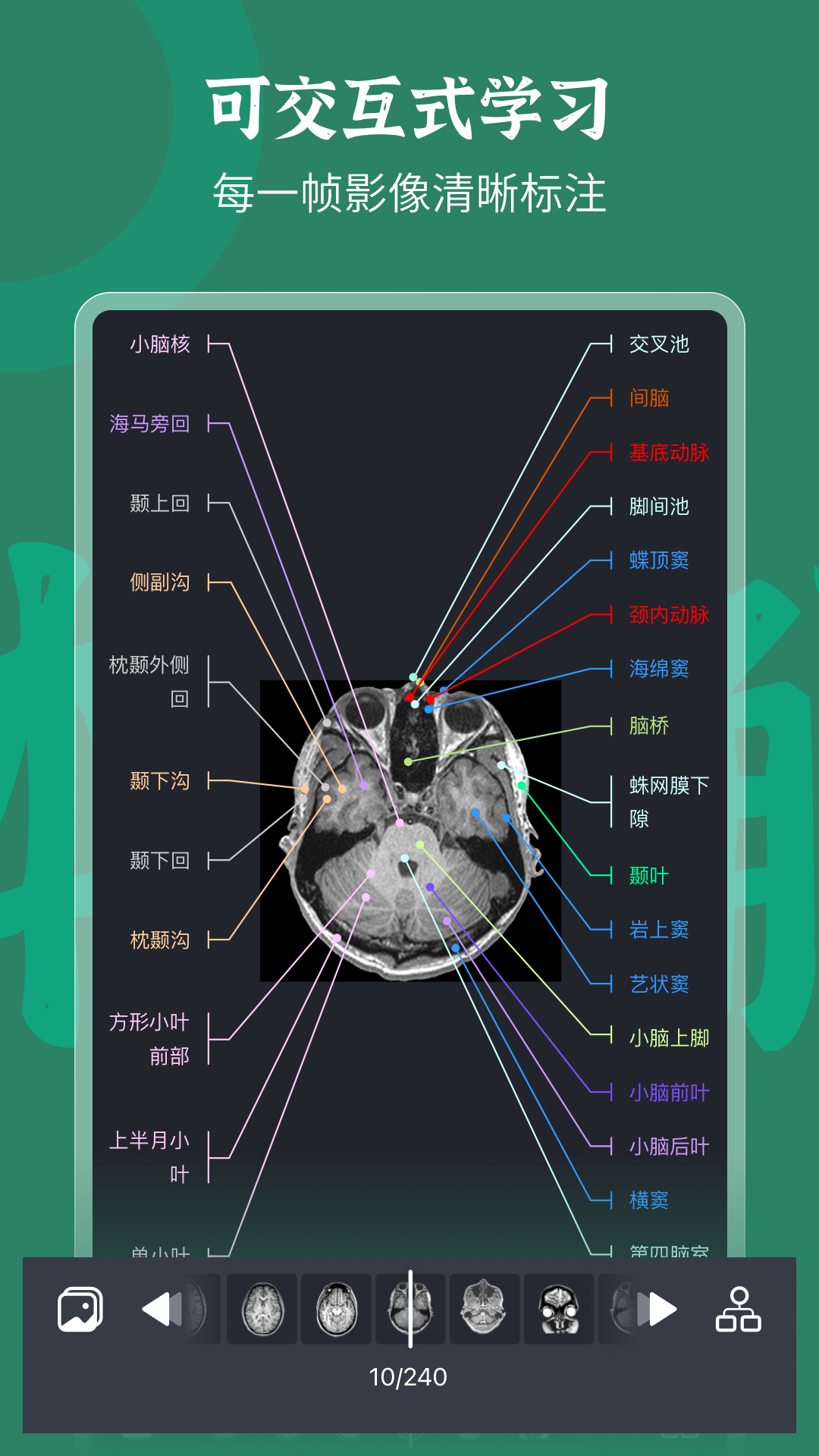 万康人体解剖展示图4