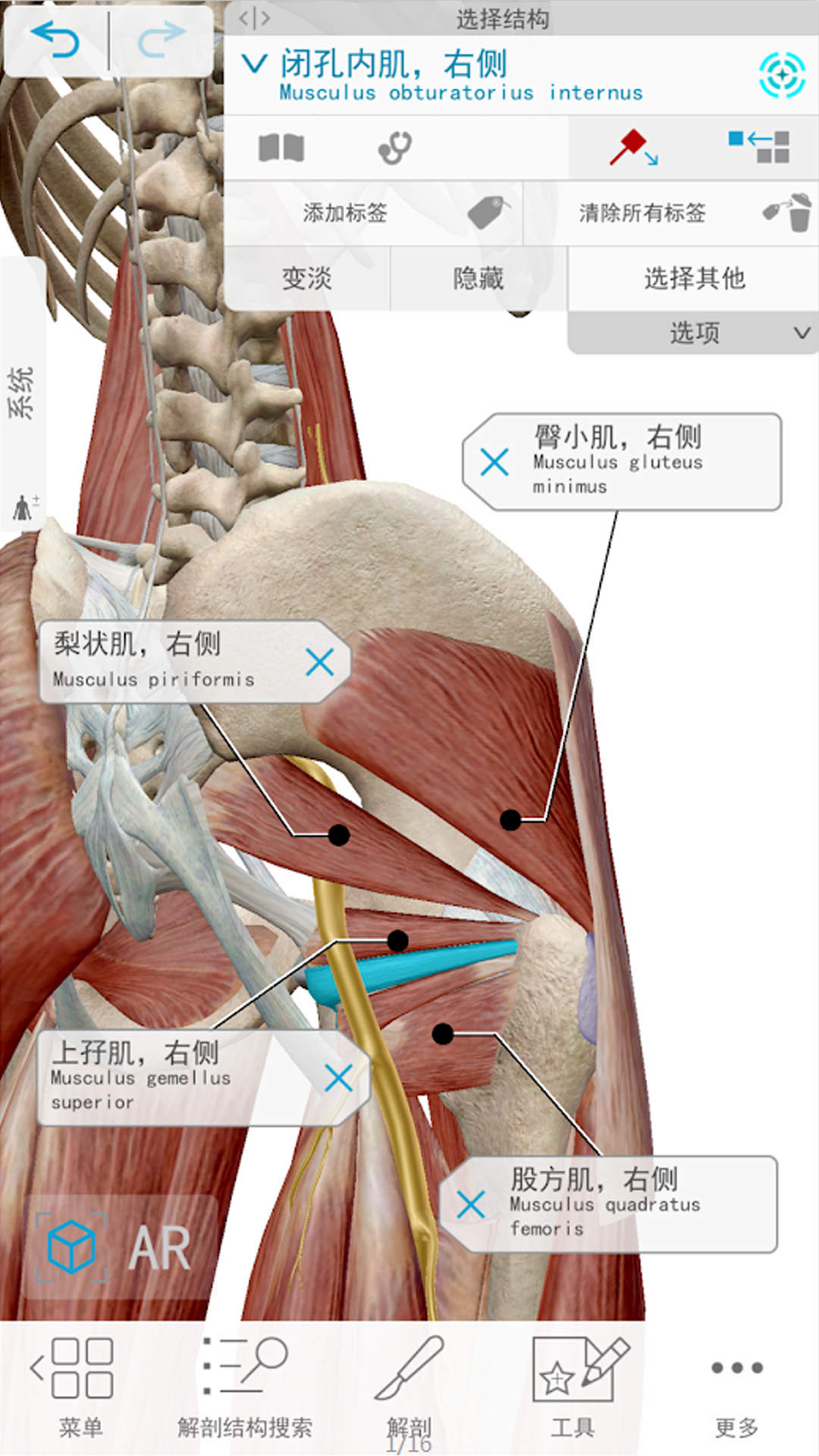 人体解剖3d展示图2
