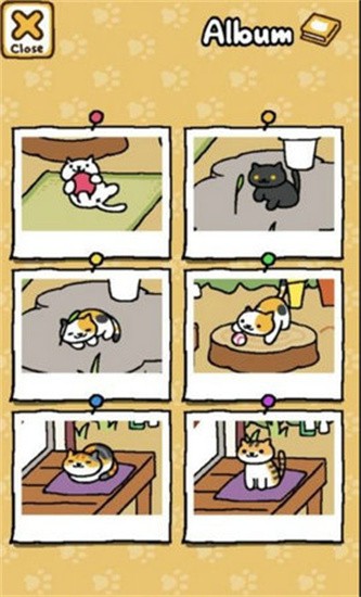 猫咪后院展示图1