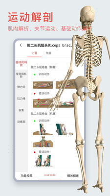 3Dbody解剖展示图1