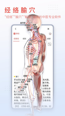 3Dbody解剖展示图2