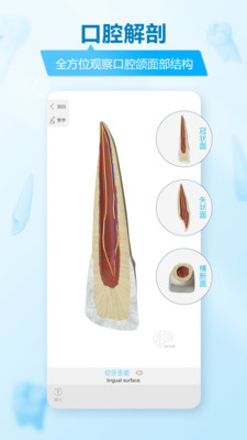 维萨里3D解剖软件展示图3