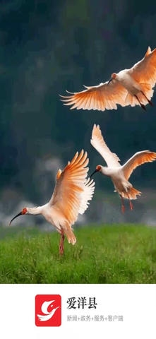 爱洋县app展示图1